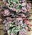 Echeveria mauna francesa - Imagem 2