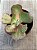 Echeveria mauna francesa - Imagem 3