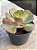 Echeveria mauna francesa - Imagem 2