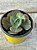 Echeveria Mauna francesa - Imagem 2