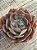 Echeveria painted frills híbrida - Imagem 3