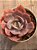 Echeveria painted frills híbrida - Imagem 4