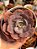 Echeveria painted frills híbrida - Imagem 1