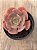 Echeveria painted frills híbrida - Imagem 4