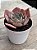 Echeveria painted frills híbrida - Imagem 3