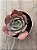 Echeveria painted frills híbrida - Imagem 4