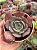 Echeveria painted frills híbrida - Imagem 1