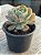 Echeveria blue ruffles - Imagem 2