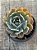 Echeveria blue ruffles - Imagem 3