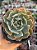 Echeveria blue ruffles - Imagem 1