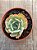Echeveria blue ruffles - Imagem 3