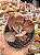 Echeveria angel wings reversa - Imagem 1