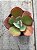 Echeveria angel  wings reversa - Imagem 1
