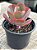 Echeveria angel wings reversa - Imagem 3