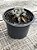 Haworthia obtusa var. Jellyfish - Imagem 3