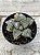 Haworthia wine swallow boy (importada) - Imagem 1