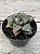 Haworthia wine swallow boy (importada) - Imagem 2