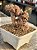 Aeonium sunburst cristata (bonsai +8 anos) 02 - Imagem 3