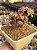 Aeonium sunburst cristata (bonsai +8 anos) 02 - Imagem 1