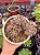 Aeonium sunburst cristata (bonsai +8 anos) - Imagem 2