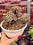Aeonium sunburst cristata (bonsai +8 anos) - Imagem 1