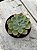 Echeveria setosa var. Oteroi - Imagem 2
