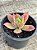 Echeveria golden glow - Imagem 3