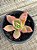 Echeveria golden glow - Imagem 2