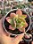 Echeveria golden glow - Imagem 1