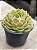 Echeveria onslow - Imagem 2