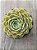 Echeveria onslow - Imagem 3