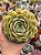 Echeveria onslow - Imagem 1