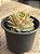 Echeveria onslow - Imagem 2
