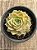 Echeveria onslow - Imagem 3