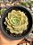 Echeveria onslow - Imagem 1