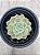Echeveria onslow - Imagem 1