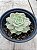 Echeveria onslow - Imagem 2