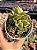 Echeveria agavoides gilva cristata - Imagem 1