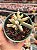 Cotyledon orbiculata var. flanaganii variegata - Imagem 1