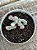 Cotyledon orbiculata var. flanaganii variegata - Imagem 1