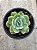 Echeveria bladerunner - Imagem 1