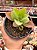 Kalanchoe laetivirens - Imagem 1