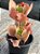 Kalanchoe krinkle red - Imagem 2