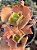 Kalanchoe krinkle red - Imagem 1