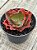 Echeveria cupeno - Imagem 2