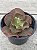 Echeveria cupeno - Imagem 2