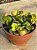 Peperomia tetraphylla hope - Imagem 3