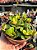 Peperomia tetraphylla hope - Imagem 2