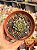 Echeveria swallow (tamanho plug) - Imagem 1