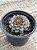 Echeveria swallow - Imagem 2